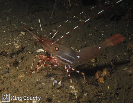Photo of Pandalus platyceros